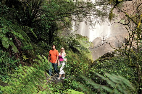 Queen Mary Falls Circuit, Main Range National Park - New South Wales Tourism  2