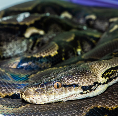 Serpentarium Wildlife Park Tasmania - New South Wales Tourism  1