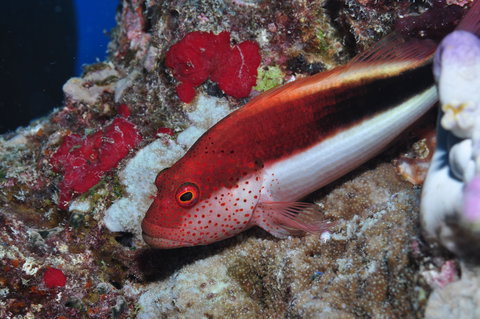 Snake Pit Dive Site - New South Wales Tourism  0