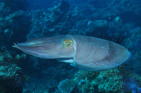 Snake Pit Dive Site - New South Wales Tourism  1
