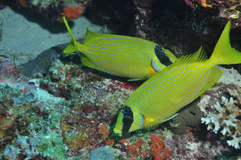 Snake Pit Dive Site - New South Wales Tourism  2