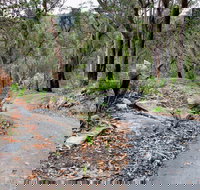 Stepping Stone Crossing to Cascades Trail - New South Wales Tourism 
