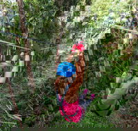 TreeTop Challenge - Sunshine Coast - New South Wales Tourism 