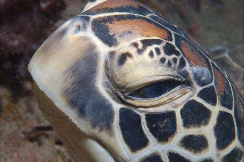 Turtle Bommie - New South Wales Tourism  0