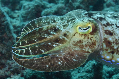 Turtle Bommie - New South Wales Tourism  1