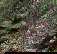 Understory Art In Nature - New South Wales Tourism 