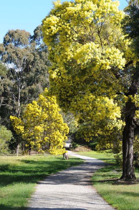Wattle Park - New South Wales Tourism  0