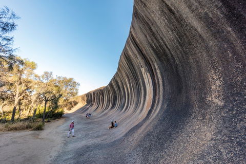 Wave Rock Wildflower Trail - New South Wales Tourism  0