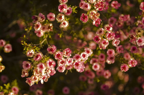 Wave Rock Wildflower Trail - New South Wales Tourism  1