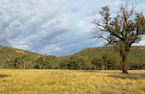 Weddin Mountains National Park - New South Wales Tourism  0