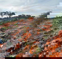 Western Ridge Walk - New South Wales Tourism 