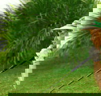 Whitsunday Green Club Golf - New South Wales Tourism 