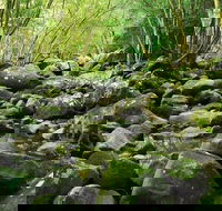 Wodi Wodi Walking Track - New South Wales Tourism 