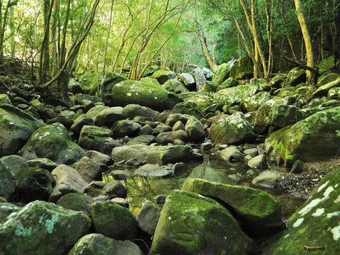 Wodi Wodi Walking Track - New South Wales Tourism  0