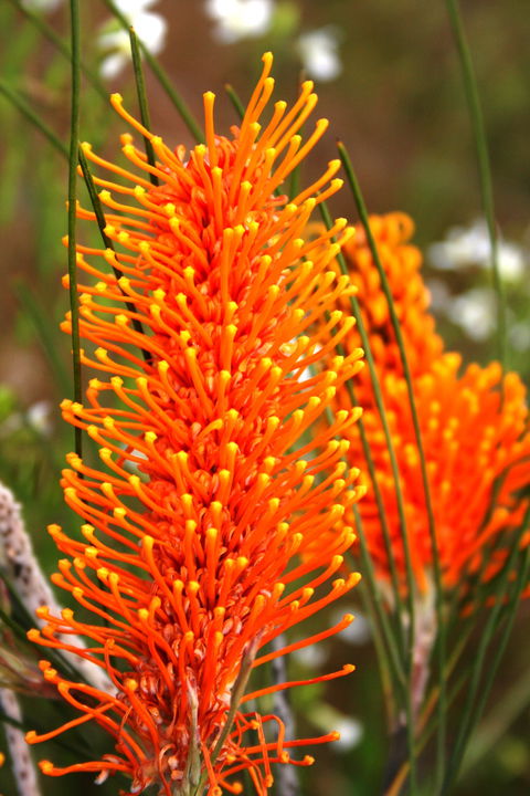 Wongan Hills Wildflowers - New South Wales Tourism  0