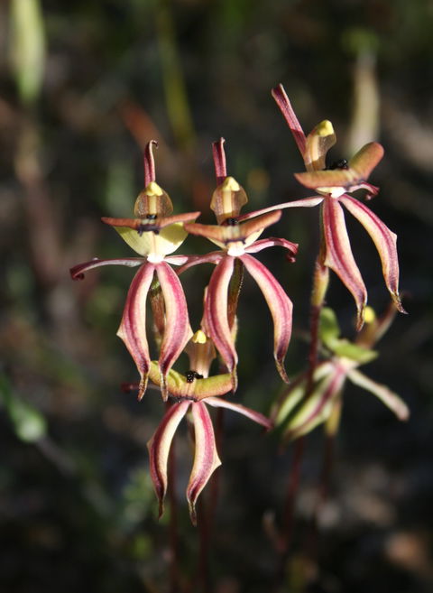 Wongan Hills Wildflowers - New South Wales Tourism  1