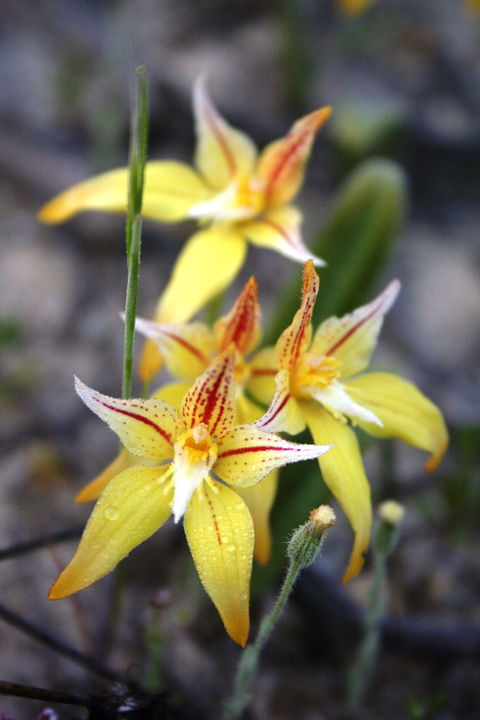 Wongan Hills Wildflowers - New South Wales Tourism  2