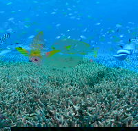Wreck Bay Dive Site - New South Wales Tourism 