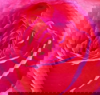 Abandon Stress Mobile Massage - New South Wales Tourism 