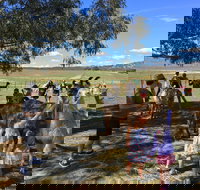 Alpaca Magic Stud - New South Wales Tourism 