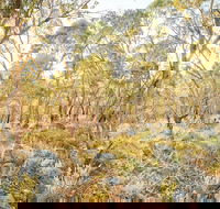Alpine Views Walk - New South Wales Tourism 
