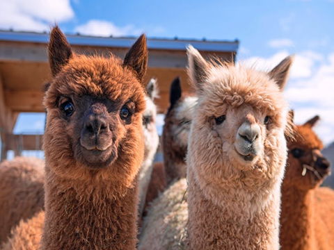 Animal Farm Visit - New South Wales Tourism  0