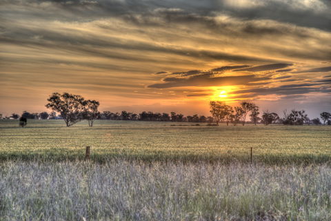 Ardlethan - New South Wales Tourism  2