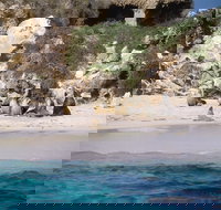 Australian Sea Lions - New South Wales Tourism 