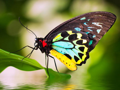 Australian Butterfly Sanctuary - New South Wales Tourism  1