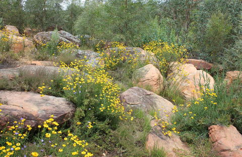 Ben Hall's Cave Walking Track - New South Wales Tourism  0