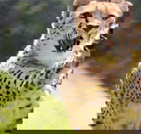 Billabong Zoo Koala and Wildlife Park - New South Wales Tourism 