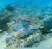Child Island Dive Site - New South Wales Tourism 