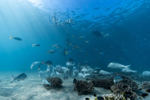 Child Island Dive Site - New South Wales Tourism  1