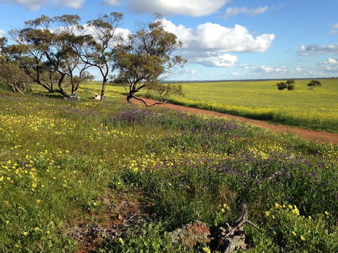 Coorow Wildflower Drive - New South Wales Tourism  0