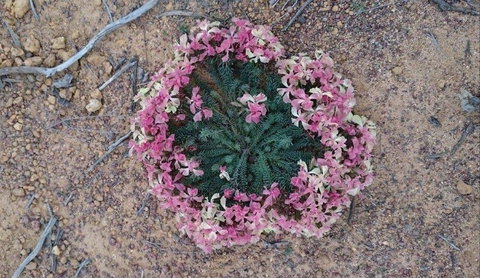 Coorow Wildflower Drive - New South Wales Tourism  1