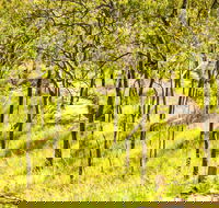 Davies Creek Mountain Bike Park - New South Wales Tourism 