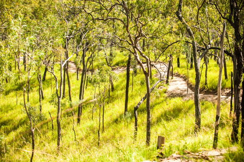 Davies Creek Mountain Bike Park - New South Wales Tourism  0
