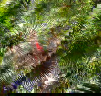 Depot Beach Rainforest Walk - New South Wales Tourism 
