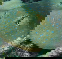 Fitzroy Island Dive Site - New South Wales Tourism 