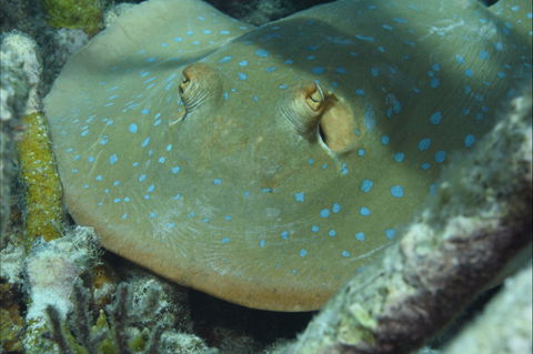 Fitzroy Island Dive Site - New South Wales Tourism  0