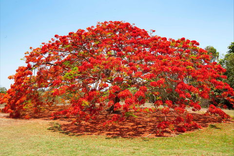 George Brown Darwin Botanic Gardens - New South Wales Tourism  2