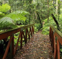 Goodenia Rainforest Walking Track - New South Wales Tourism 