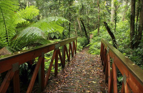 Goodenia Rainforest Walking Track - New South Wales Tourism  0