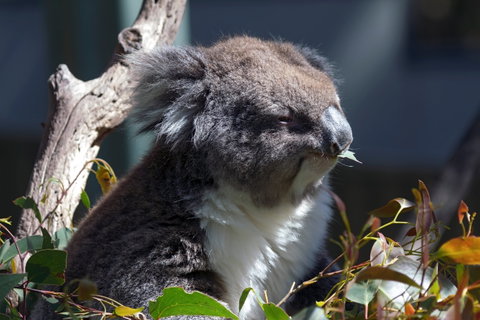 Gorge Wildlife Park - New South Wales Tourism  0