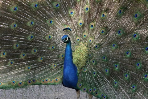 Gorge Wildlife Park - New South Wales Tourism  1