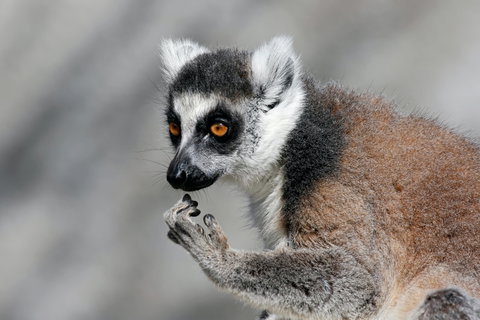 Gorge Wildlife Park - New South Wales Tourism  2