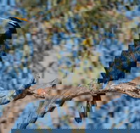 Greenough River Nature Trail - New South Wales Tourism 