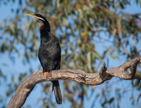 Greenough River Nature Trail - New South Wales Tourism  0