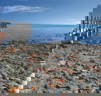 Hamelin Pool Stromatolites - New South Wales Tourism 