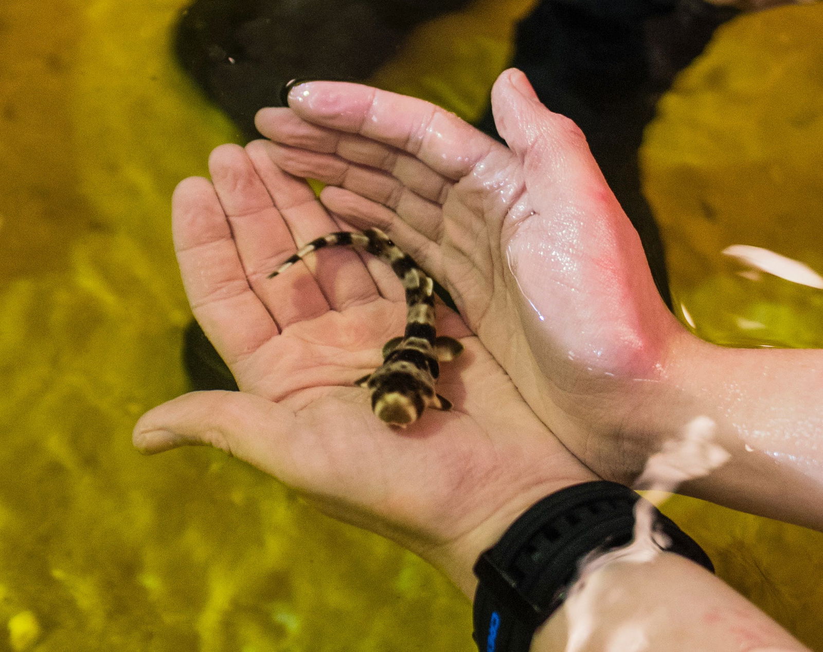 Zoos Manly West QLD New South Wales Tourism 